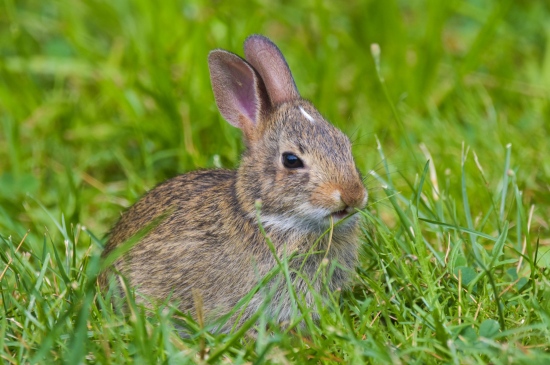 草丛里的灰色小兔子
