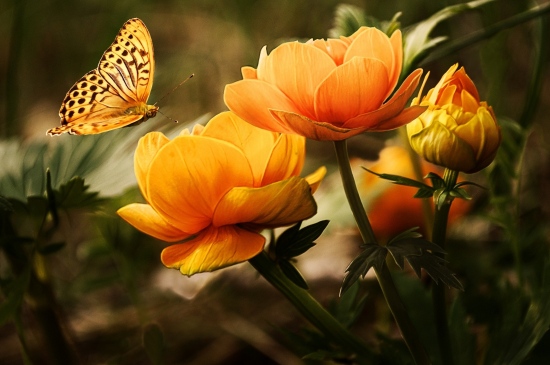 蝴蝶采花图片