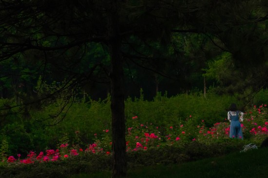浪漫的玫瑰花丛