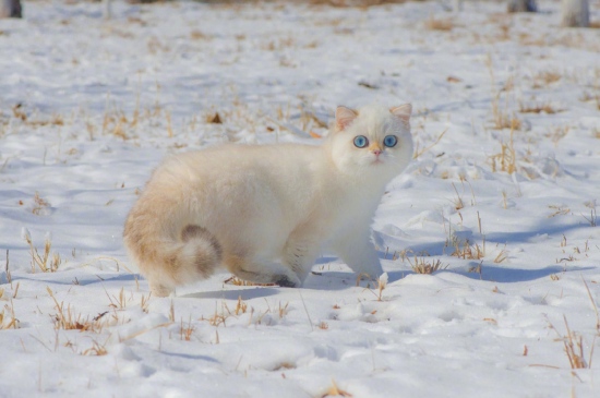 雪地上的可爱小猫咪图片
