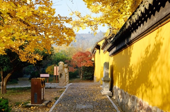 黄色宫墙与银杏叶图片