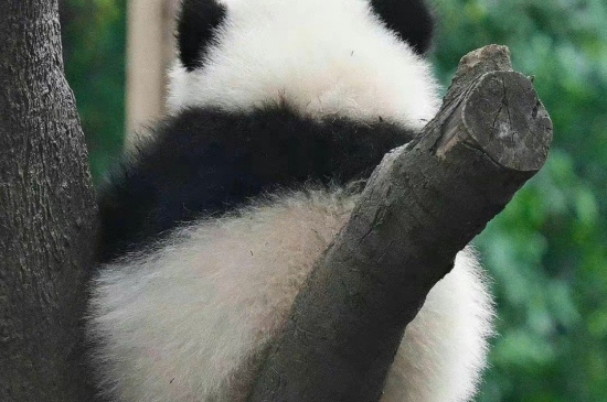 圆滚滚的熊猫幼崽背影壁