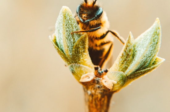 枝丫上的蜜蜂图片