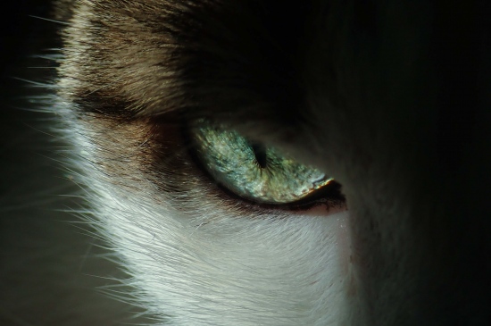 猫咪的碧绿瞳孔