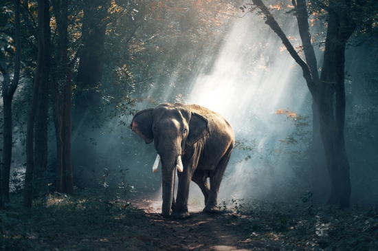 林中漫步的大象图片
