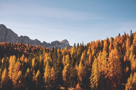 秋天的山上树林景色图片