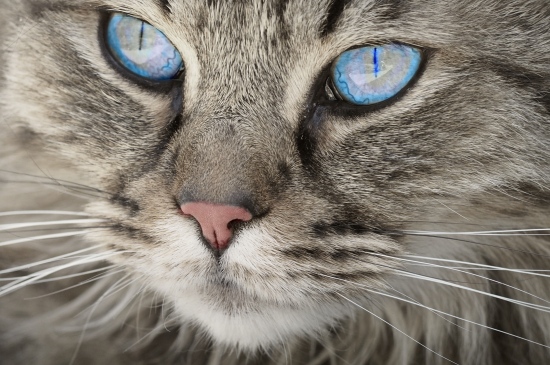 蓝眼猫咪iPad桌面壁纸
