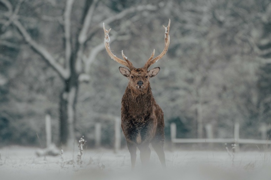 风雪中的麋鹿