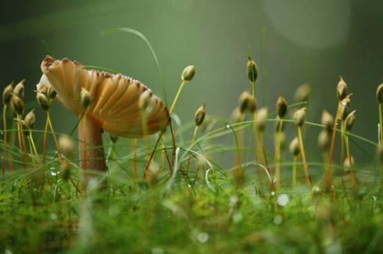 雨后蘑菇图