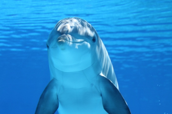 海中精灵海豚
