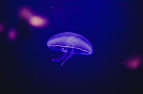 深海中遨游的水母
