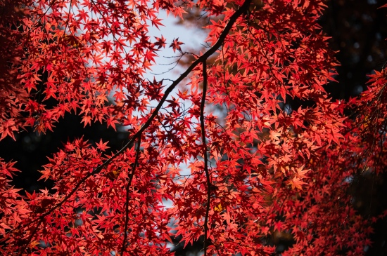 红枫叶高清图片