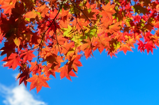 秋天的枫叶美景图片