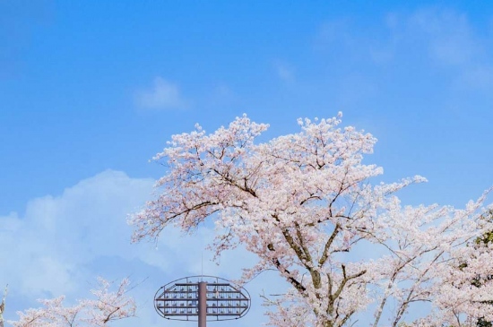 春天公园里的樱花树