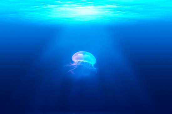 蓝色大海中的透明水母图片