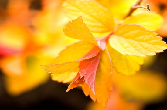 秋日里泛黄的树叶图片