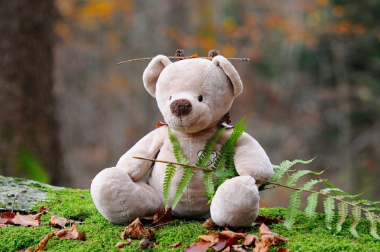 森林里的小熊玩偶