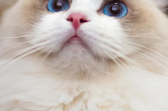蓝眼布偶猫手机屏保