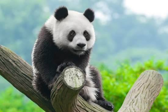 坐在树桩上的熊猫图片