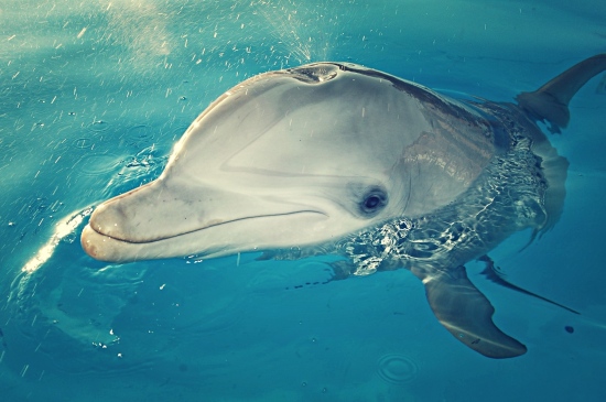 浮出水面的海豚