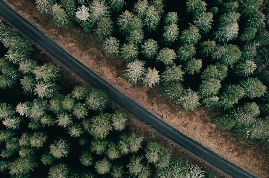 森林中的汽车小道氛围感iPhone15桌面壁纸