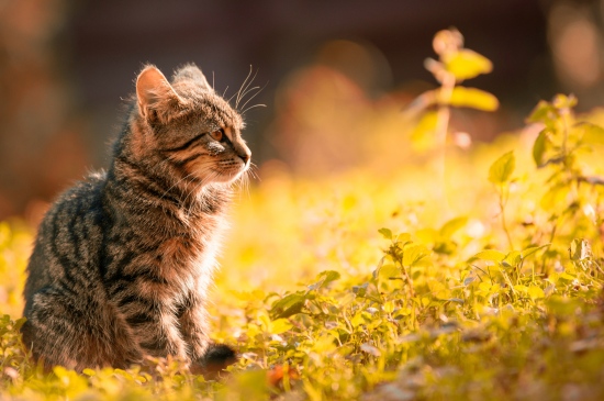秋天草坪上的可爱狸猫图片