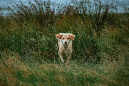 草丛间奔跑的小狗图片
