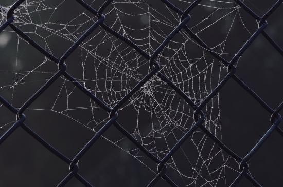 围栏上的漂亮蛛网图片