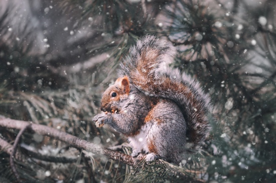 冬天里的小松鼠图片