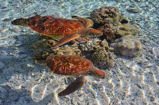 畅游大海的海龟图片