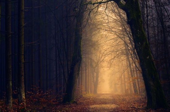 秋季雾气蒙蒙的森林道路图片
