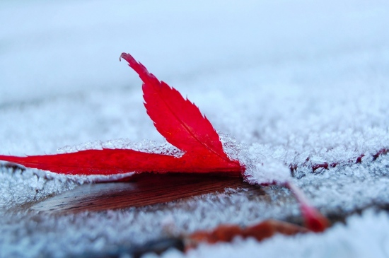 冰霜遮盖的红叶图片
