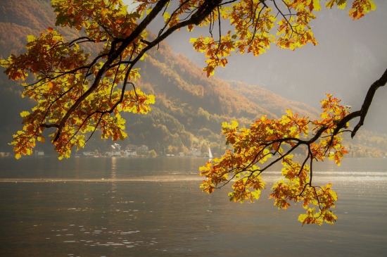 秋天湖面垂落的树枝图片