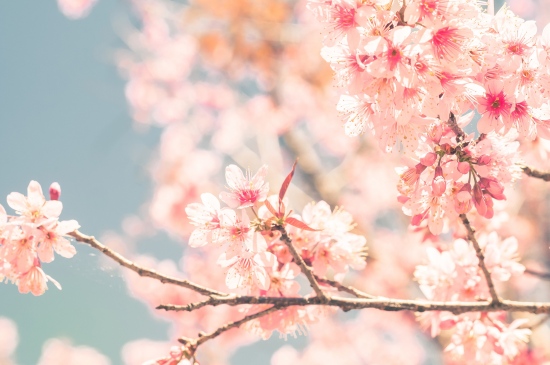 阳春三月的唯美樱花锁屏桌面壁纸