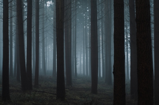 静谧的雾中森林图片
