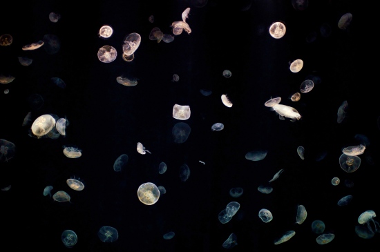 一群小水母图片