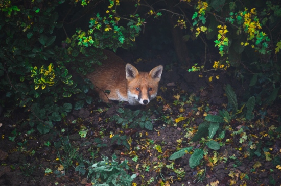 树林中的小狐狸