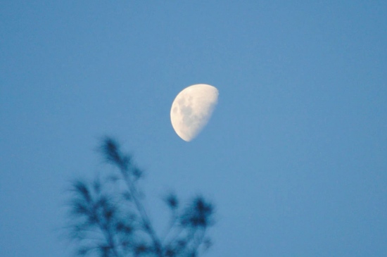 月色下的朦胧树影