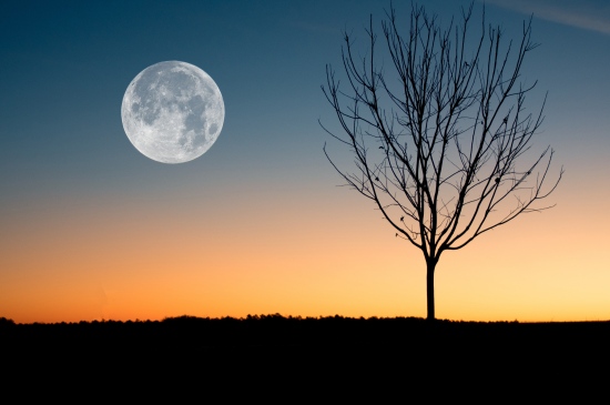 月色中的树影图片