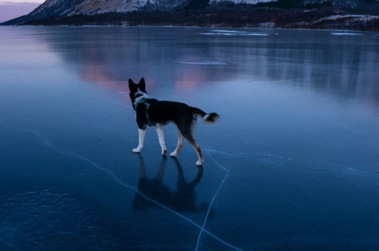 在冰面上行走的哈士奇图片