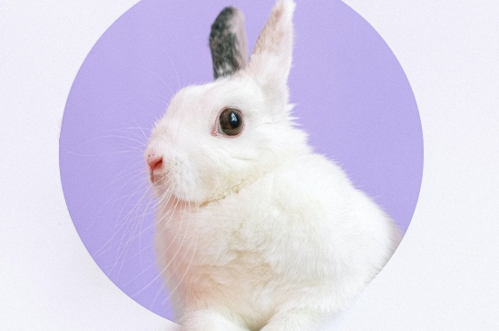 可爱呆萌的小兔子图片