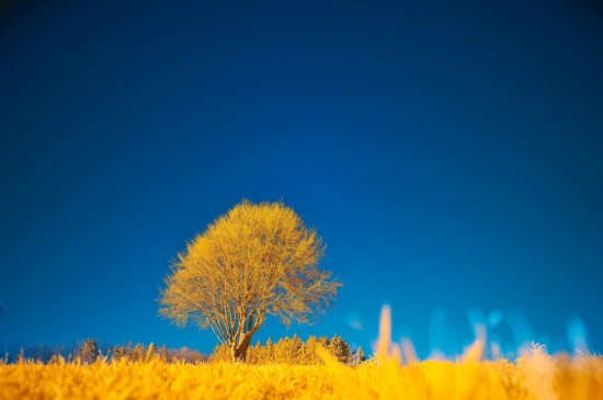 秋天金黄色的草地和树木图片