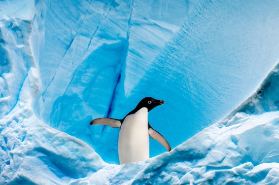 冰川可爱企鹅高清图片