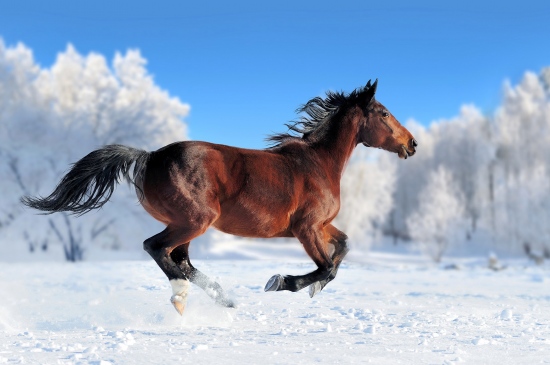 雪地上奔驰的骏马图片