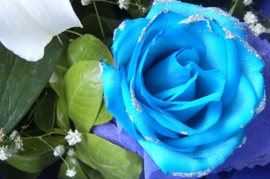 唯美的蓝色玫瑰