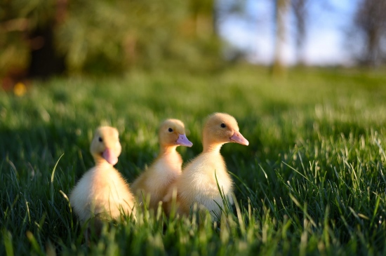 草地上的小黄鸭
