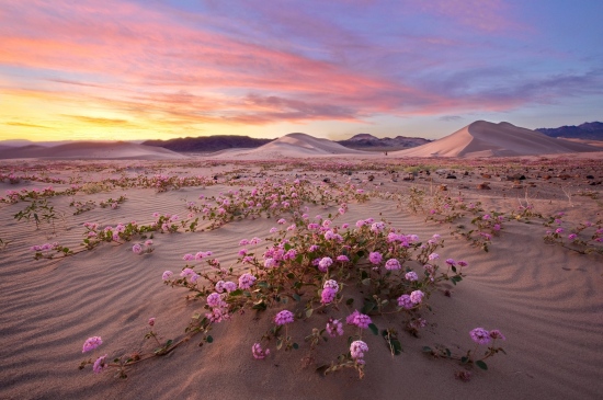 沙漠里生长的花儿图片