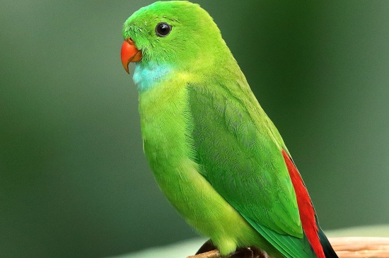 翠绿的鹦鹉图片