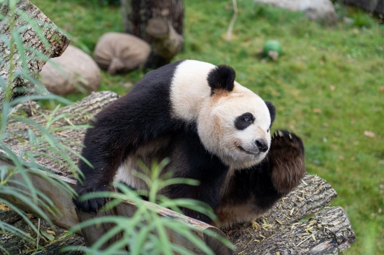 国宝熊猫高清壁纸图片