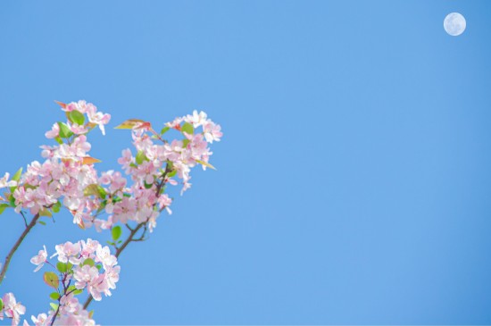 蓝天下花朵盛开美景